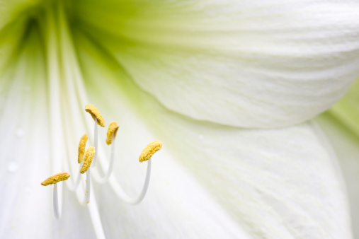 Close up view Pollen of Lilly flower over blur greenery background, White Lilly flower over green natural Blur background.
