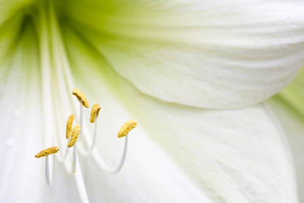 Easter Lily  day lily photos stock pictures, royalty-free photos & images
