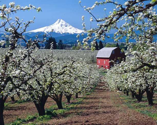 Mt Hood, Oregon,USA-w/red barn and apple blossoms stock photo