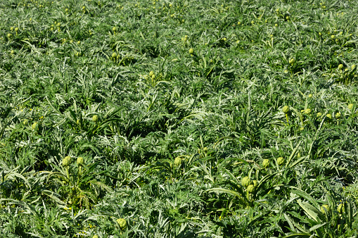 An agricultural field where green peas grow during flowering, a large number of pea plants on a farmer's field in summer