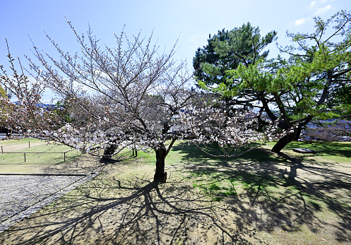 Tree,japan