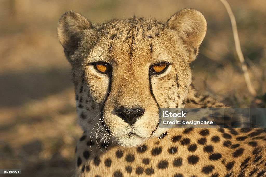 Contacto con los ojos con un guepardo - Foto de stock de Guepardo libre de derechos