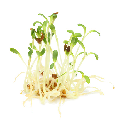alfalfa (medicago sativa) or lucerne sprouts\n\n[url=file_closeup.php?id=17548834][img]file_thumbview_approve.php?size=1&id=17548834[/img][/url] [url=file_closeup.php?id=12199138][img]file_thumbview_approve.php?size=1&id=12199138[/img][/url] [url=file_closeup.php?id=12151762][img]file_thumbview_approve.php?size=1&id=12151762[/img][/url] [url=file_closeup.php?id=12130790][img]file_thumbview_approve.php?size=1&id=12130790[/img][/url] [url=file_closeup.php?id=12034694][img]file_thumbview_approve.php?size=1&id=12034694[/img][/url] [url=file_closeup.php?id=7559281][img]file_thumbview_approve.php?size=1&id=7559281[/img][/url]