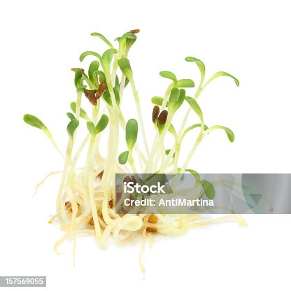 istock Alfalfa sprouts growing slowly 157569055