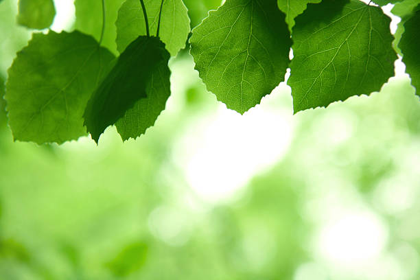 Cтоковое фото Аспен листья