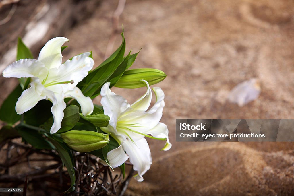 Easter Holiday passion lily Easter holiday passion elements on sandy soil (photos professionally retouched - Photoshop) Easter Stock Photo