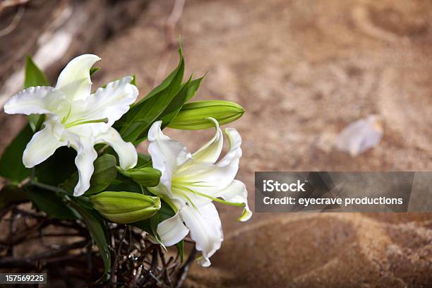 Easter Holiday Passion Lily Stock Photo - Download Image Now - Easter, Jesus Christ, Death