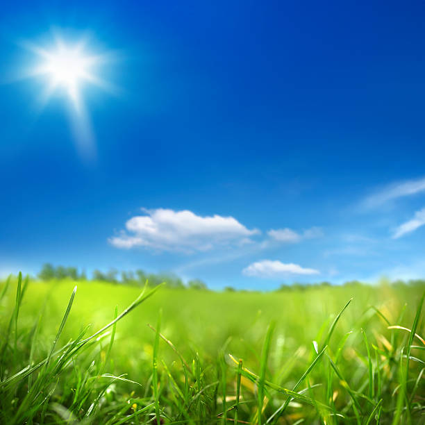 sunny day and green field close up shot of green grass over sunny sky. Lea stock pictures, royalty-free photos & images