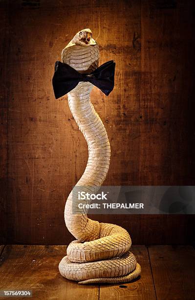 Tassidermia Cobra Reale Con Un Papillon Nero - Fotografie stock e altre immagini di Serpente - Rettile - Serpente - Rettile, Spettrale, Cobra reale
