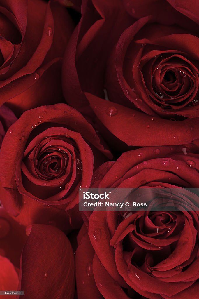 Red Roses, gotas de rocío, flor, día de San Valentín fondo de boda - Foto de stock de Rosa - Flor libre de derechos