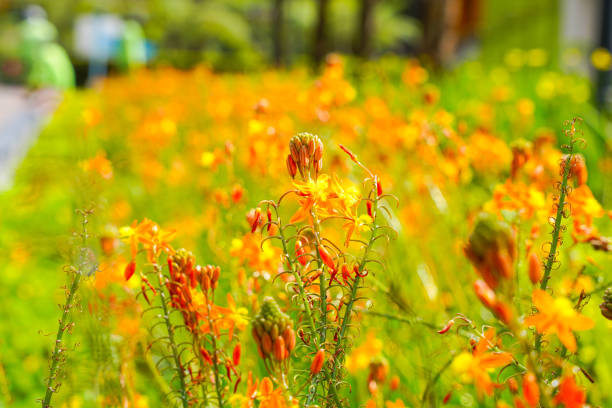 bulbine frutescens - bulbine frutescens stock-fotos und bilder