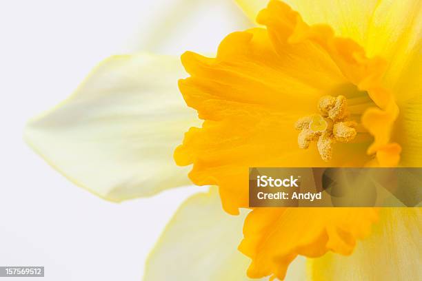 Narzisse Stockfoto und mehr Bilder von Blume - Blume, Einzelne Blume, Farbbild