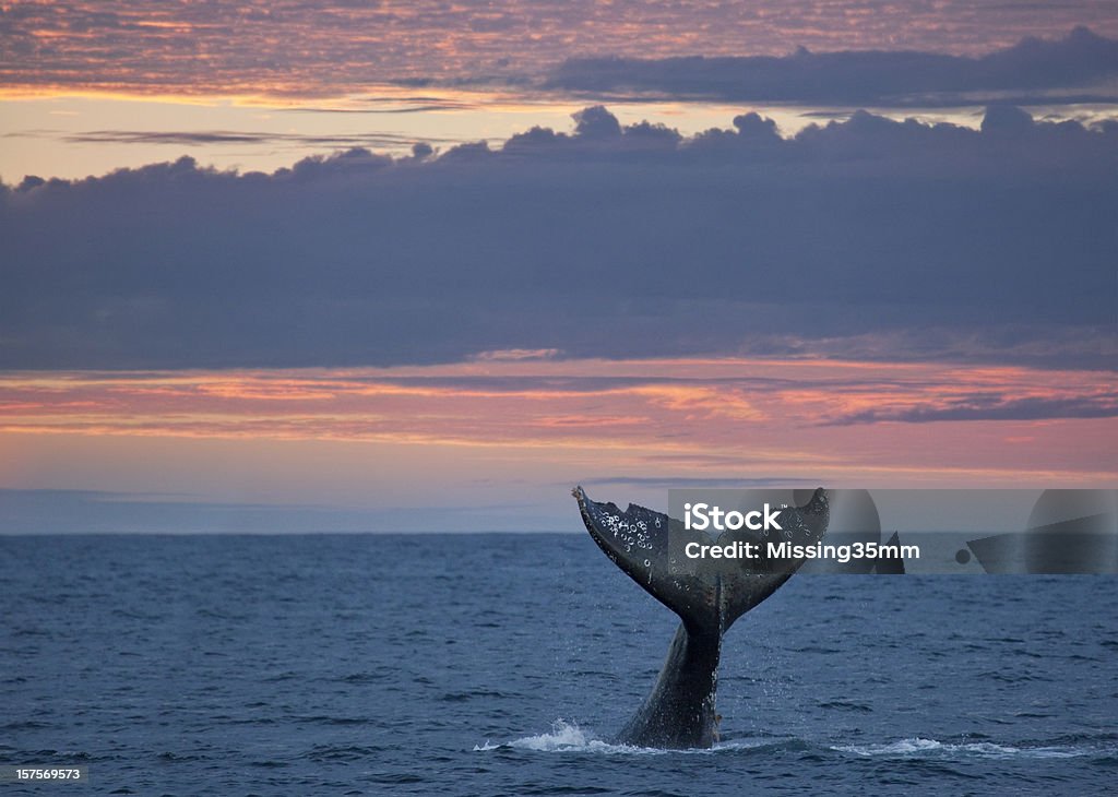 Queue de baleine grise au coucher du soleil - Photo de Baleine libre de droits