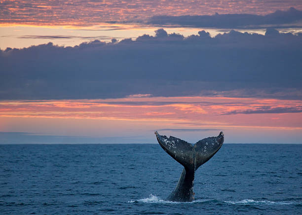 queue de baleine grise au coucher du soleil - whale photos et images de collection