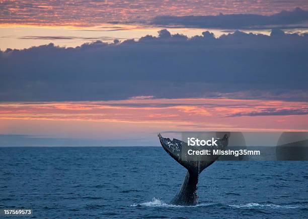Gray Whale Tail At Sunset Stock Photo - Download Image Now - Whale, Gray Whale, Tail Fin