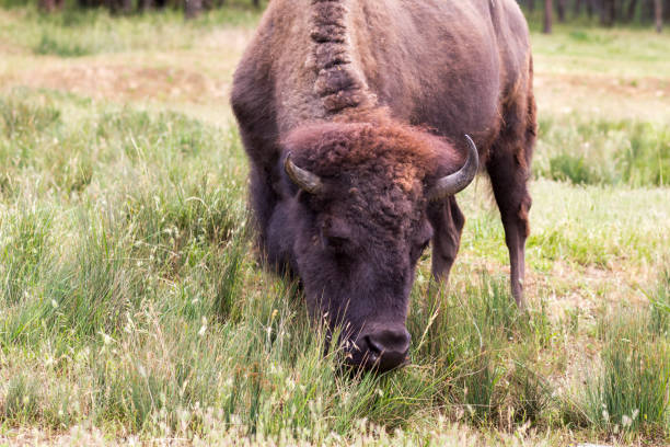 istock Wild buffalo grazing in the summer meadow 1575695948