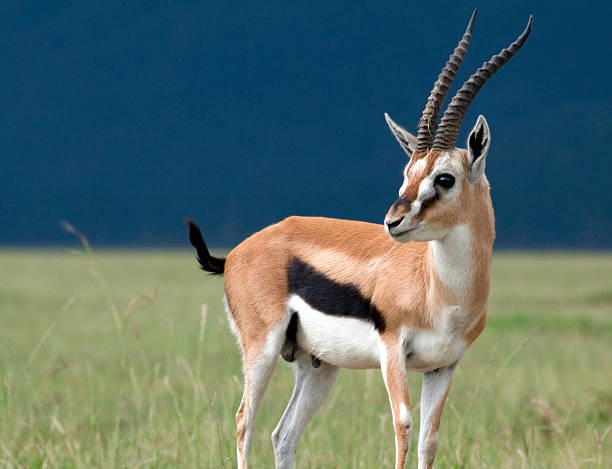 junge gazelle im profil - lake nakuru stock-fotos und bilder