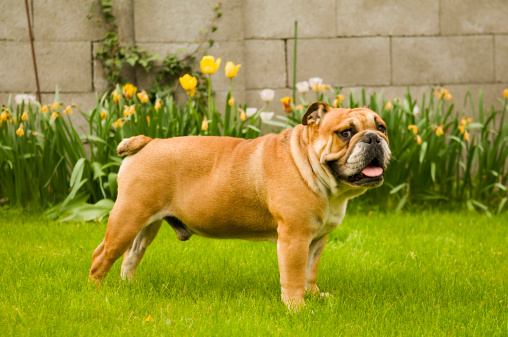 Young bulldog standing on green grass and looking at camera. Wall and yellow tulip flowers in the background.