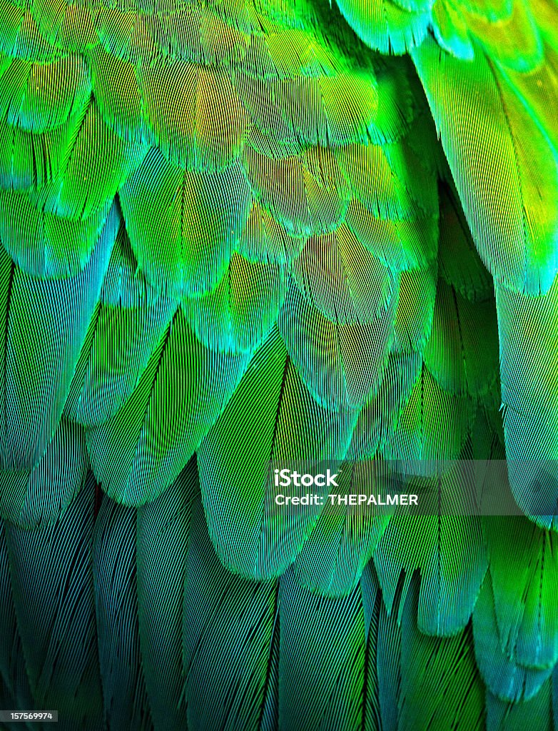 military macaw pióra - Zbiór zdjęć royalty-free (Nizina Amazonki)