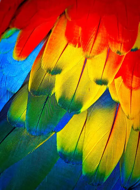 Photo of Scarlett macaw feathers