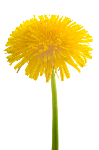 Two yellow dandelions  isolated on a white background.