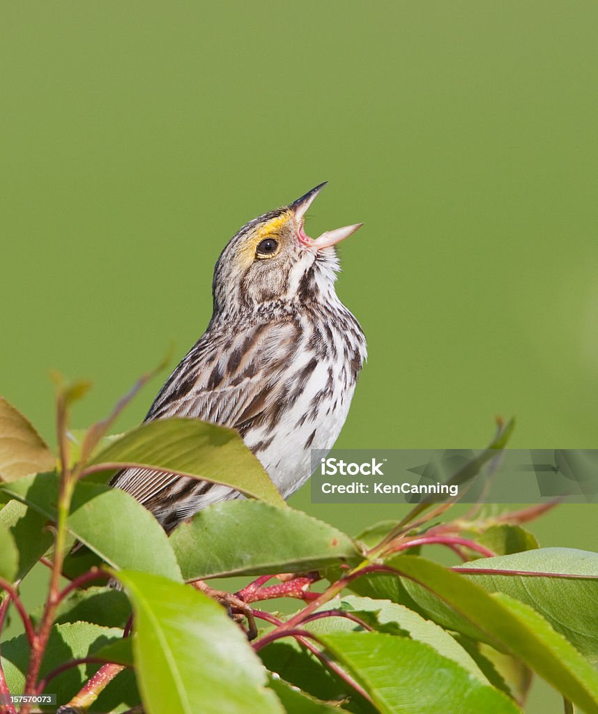 Música de pássaro - Royalty-free Canto de passarinho Foto de stock