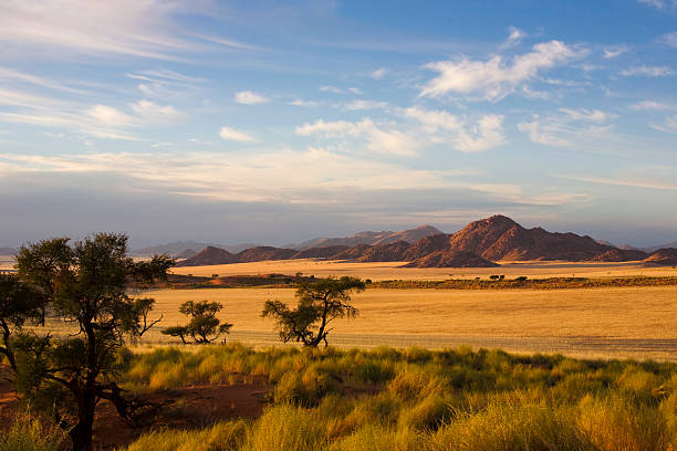 morgenstimmung - savannah africa steppe namibia 뉴스 사진 이미지