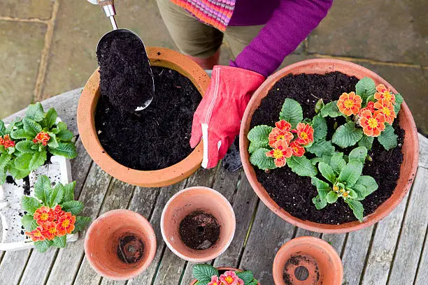 Gardening woman planting colourful primroses in terracotta pots, starting with a scoop full of compost.