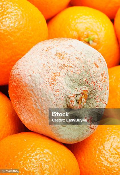 Photo libre de droit de Rotten Fruits Frais banque d'images et plus d'images libres de droit de Fruit - Fruit, Orange - Fruit, Pourrir