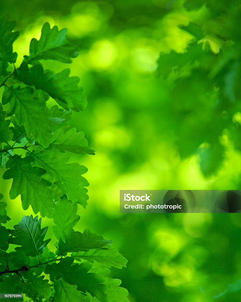 Luminoso verde hojas de roble y cubierta - Foto de stock de Hoja de roble libre de derechos