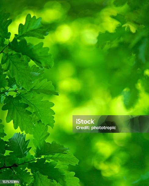 輝くグリーンのオークの葉と天蓋付き - オークの葉のストックフォトや画像を多数ご用意 - オークの葉, オークの木, 光