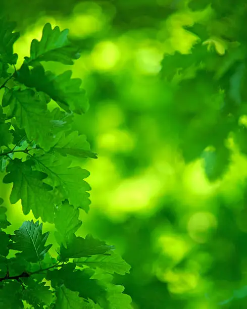 Photo of luminous green Oak leaves and canopy