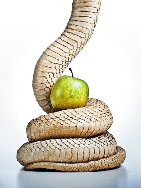 detail of a vintage taxidermy snake (a king cobra) with a green apple, representing the original sin (bit of a license, no python here)