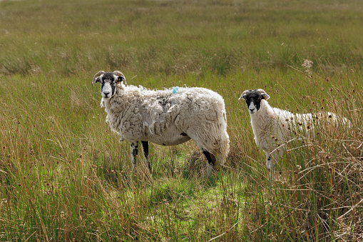 Close up of a Swaledale ewe or female sheep with her well grown lamb, facing camera and free roaming over natural moorland habitat, Yorkshire Dales, UK.  Horizontal.  Copy space