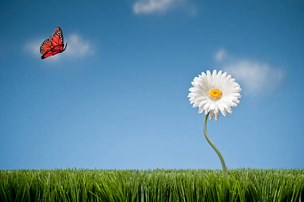 istock Butterfly Landing On Gerbera Daisy 157570492