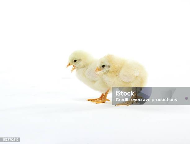 Pollito De Pollos De Pascua Foto de stock y más banco de imágenes de Pollito - Pollito, Recortable, Amarillo - Color