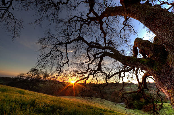 日の出のツリー - oak tree tree grass hdr ストックフォトと画像