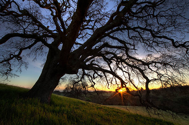 日の出のツリー - oak tree tree grass hdr ストックフォトと画像