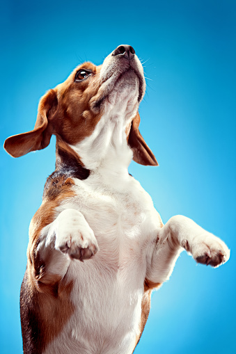 A beautiful hound dog leaps into the air while looking up.  Vertical on blue studio background.