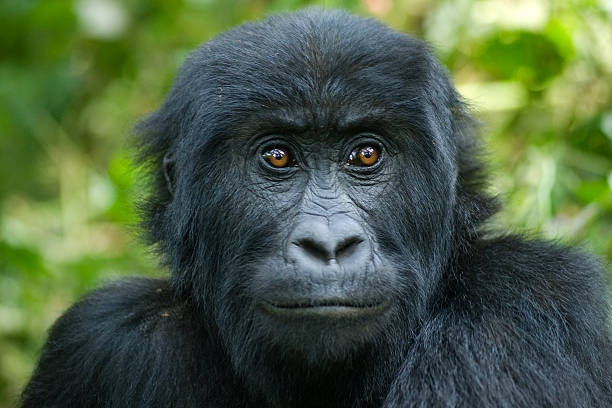 istock Young Gorilla in Congo, focus on eyes, wildlife-shot 157570678