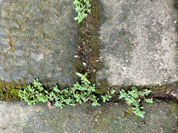 istock Weeds in front of the house 1575708061