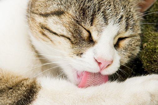 Close-up of laying white and brown cat with closed eyes and licking its pad with beautiful pink tongue.
