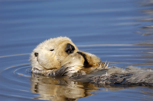 istock Wild Sea Otter Resting in Calm Ocean Water 157571077