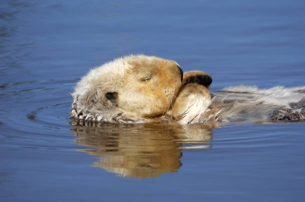 istock Wild Sea Otter Resting in Calm Ocean Water 157571138