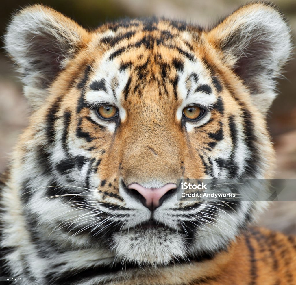 Tiger Cub Porträt - Lizenzfrei Tiger Stock-Foto