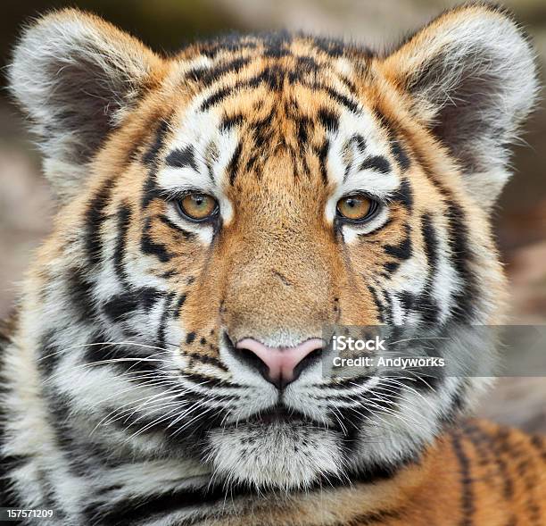Tiger Cub Porträt Stockfoto und mehr Bilder von Tiger - Tiger, Niedlich, Bedrohte Tierart