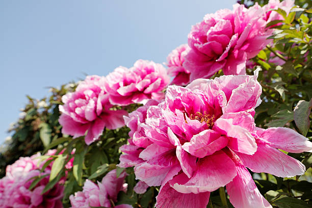 istock pink flowering peony (paeonia) 157571235