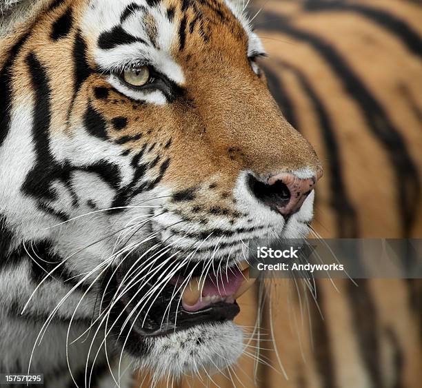 Tiger Nahaufnahme Stockfoto und mehr Bilder von China - China, Sibirischer Tiger, Bedrohte Tierart