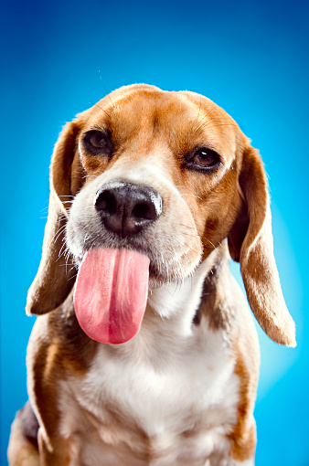 A cute beagle makes a face at the camera.  Vertical with copy space on teal / blue studio background.