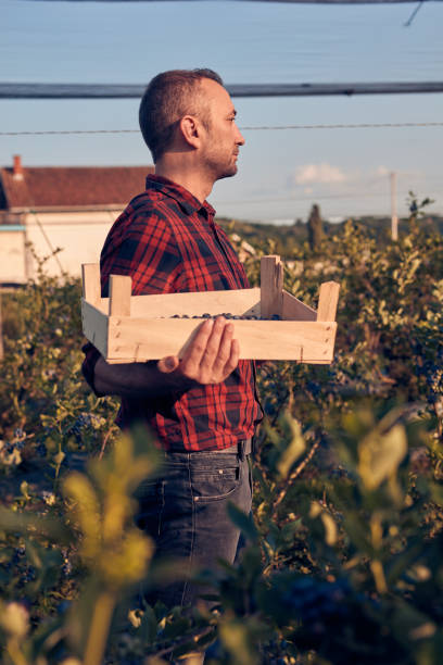 istock Farmer with fresh blueberries on a farm. 1575714478